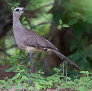 Black-legged Seriema