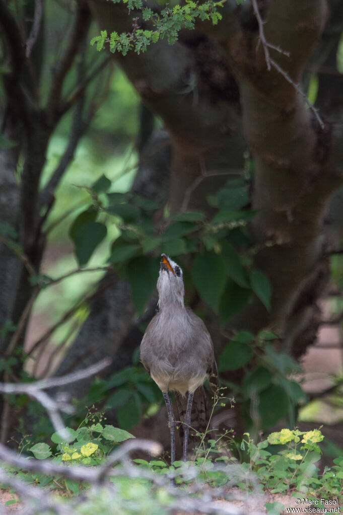 Cariama de Burmeisteradulte, identification