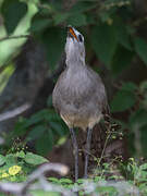 Black-legged Seriema