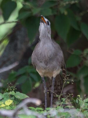 Cariama de Burmeister