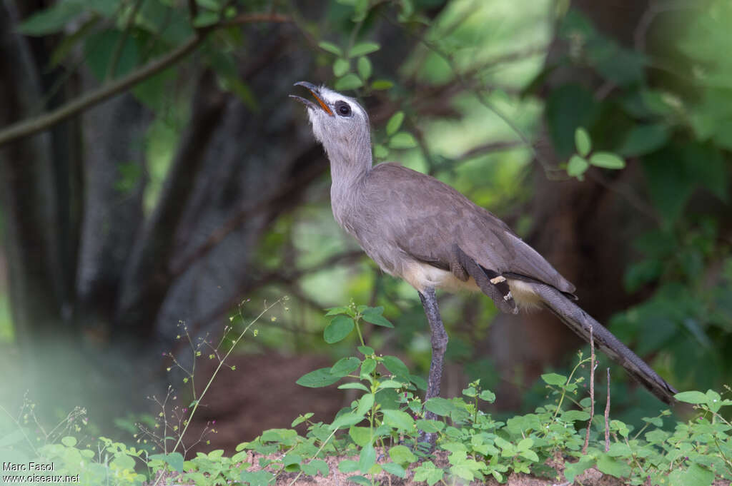 Cariama de Burmeisteradulte, identification