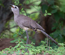 Black-legged Seriema