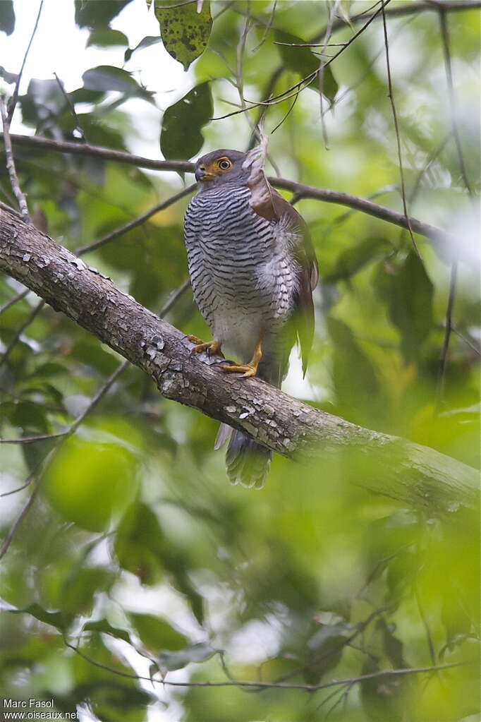 Barred Forest Falconadult breeding