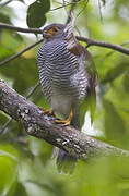 Barred Forest Falcon