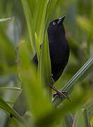 Pale-eyed Blackbird