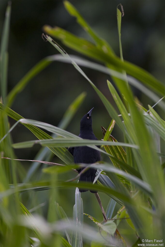 Pale-eyed Blackbirdadult, identification