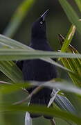 Pale-eyed Blackbird