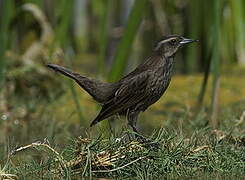 Yellow-winged Blackbird