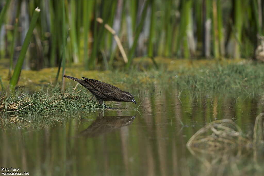 Yellow-winged Blackbird female adult, habitat, drinks