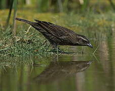 Yellow-winged Blackbird