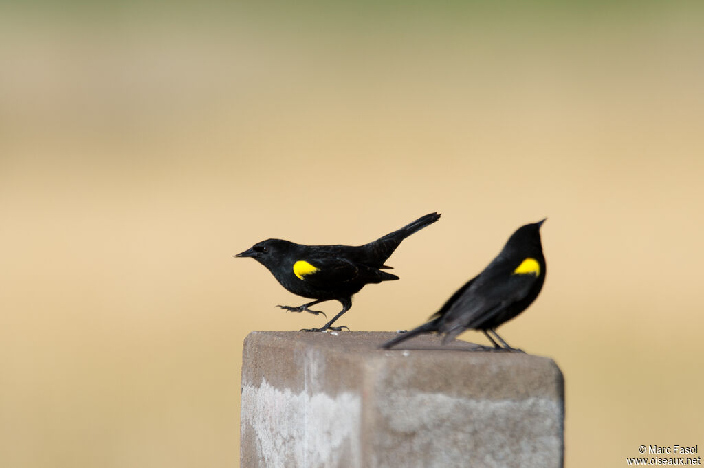 Yellow-winged Blackbird male adult, identification, courting display, song