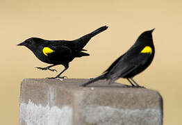 Yellow-winged Blackbird