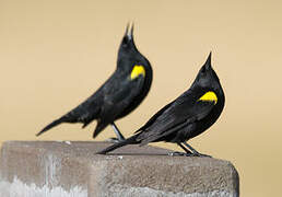 Yellow-winged Blackbird