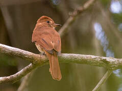 Rufous Casiornis