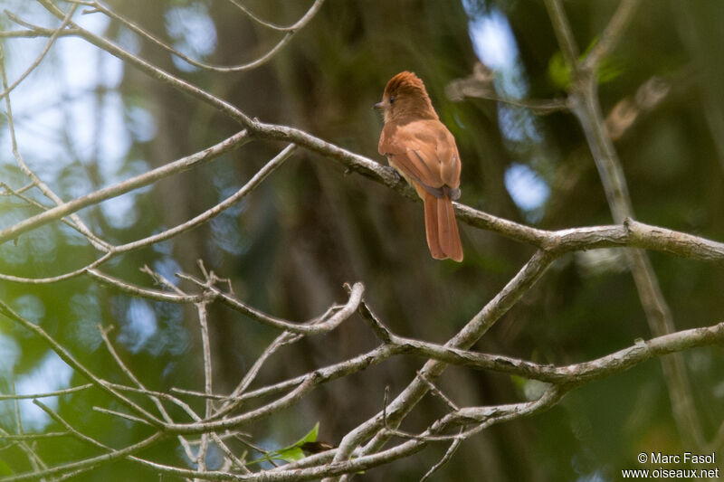 Rufous Casiornisadult, fishing/hunting