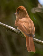 Rufous Casiornis