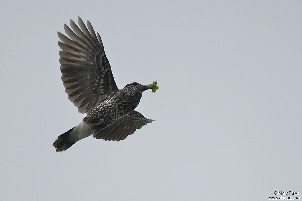 Spotted Nutcrackeradult post breeding, identification, Flight, feeding habits, Behaviour