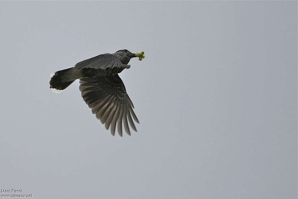 Spotted Nutcrackeradult post breeding, Flight, feeding habits, Behaviour