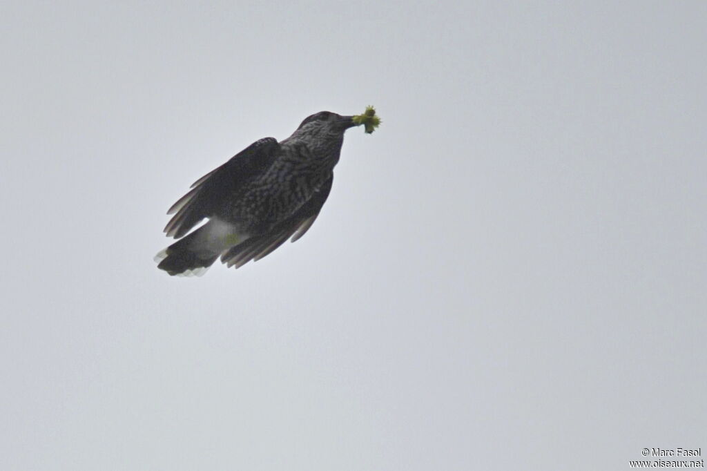 Spotted Nutcrackeradult post breeding, Flight, feeding habits, Behaviour