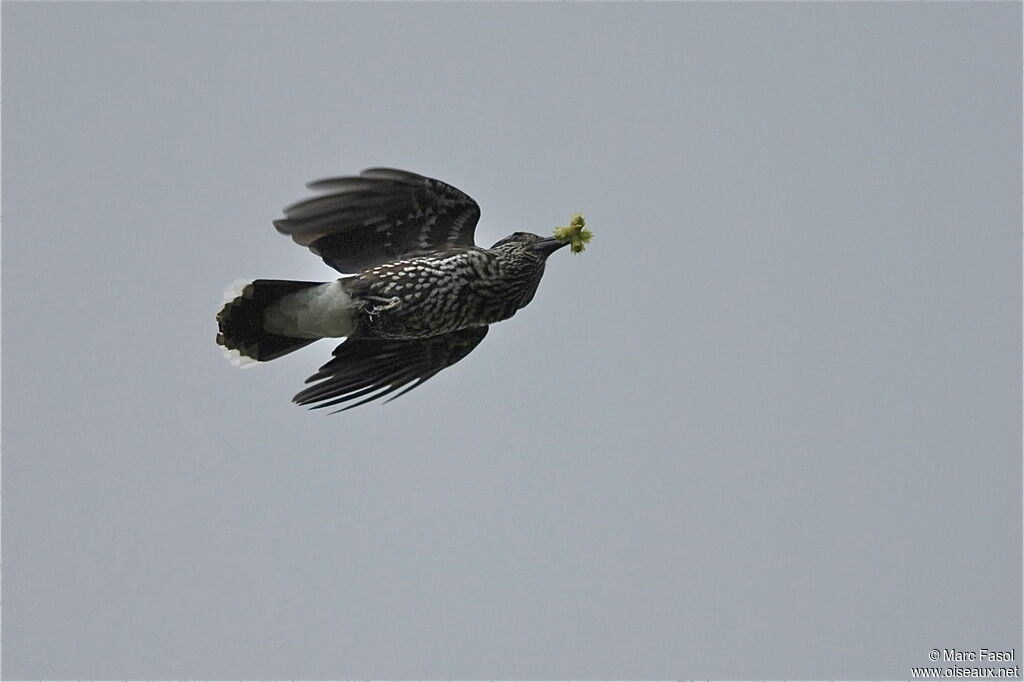 Spotted Nutcrackeradult post breeding, identification, Flight, feeding habits, Behaviour