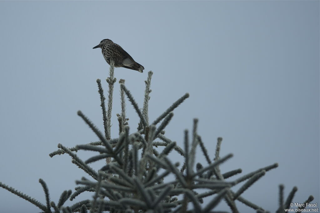 Spotted Nutcracker