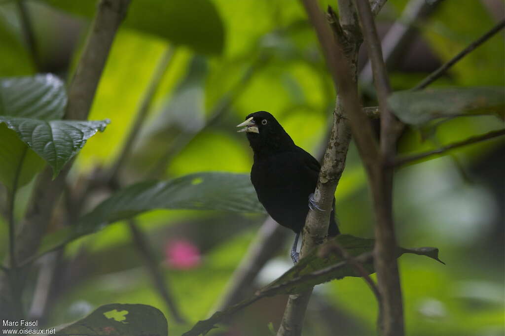 Yellow-billed Caciqueadult, identification