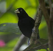 Yellow-billed Cacique