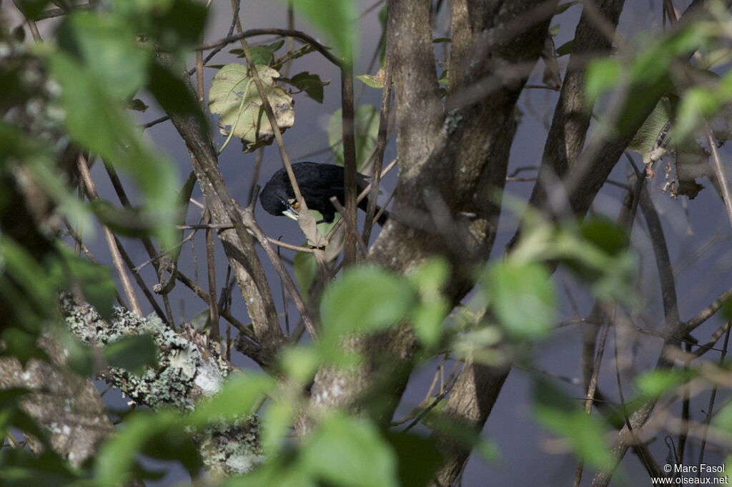 Yellow-billed Caciqueadult, identification, feeding habits