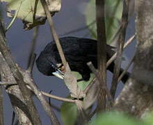 Yellow-billed Cacique