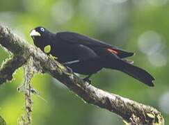 Scarlet-rumped Cacique