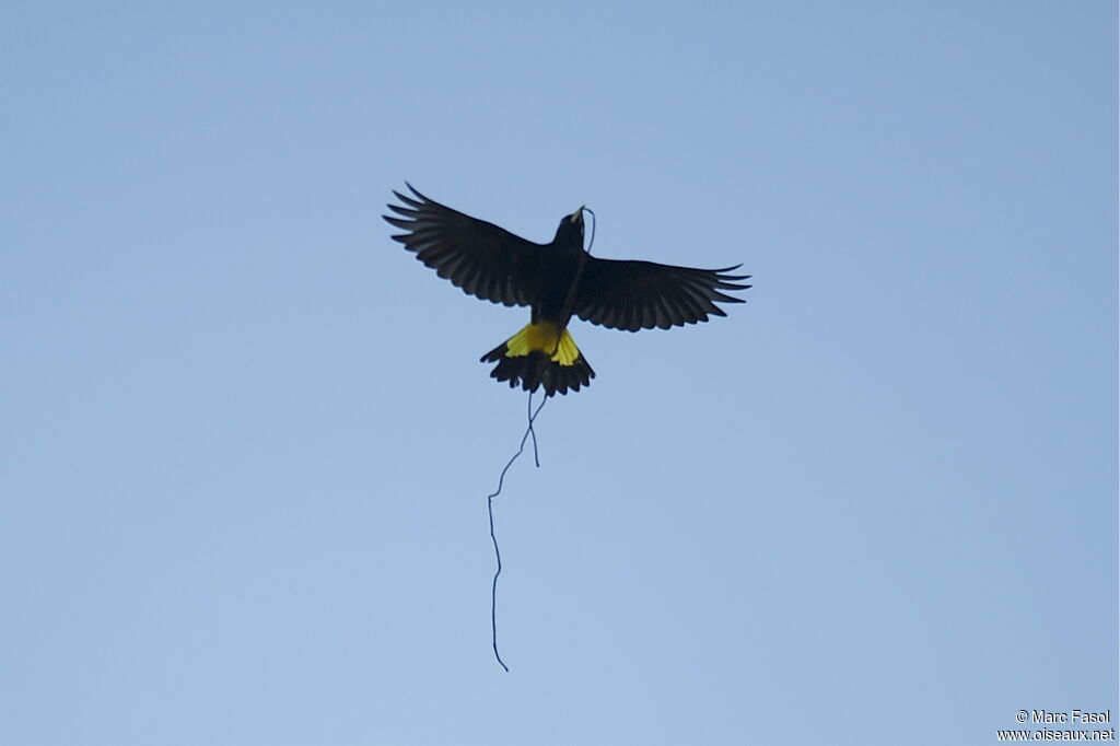 Yellow-rumped Cacique female adult breeding, identification, Reproduction-nesting, Behaviour