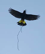 Yellow-rumped Cacique