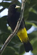 Yellow-rumped Cacique