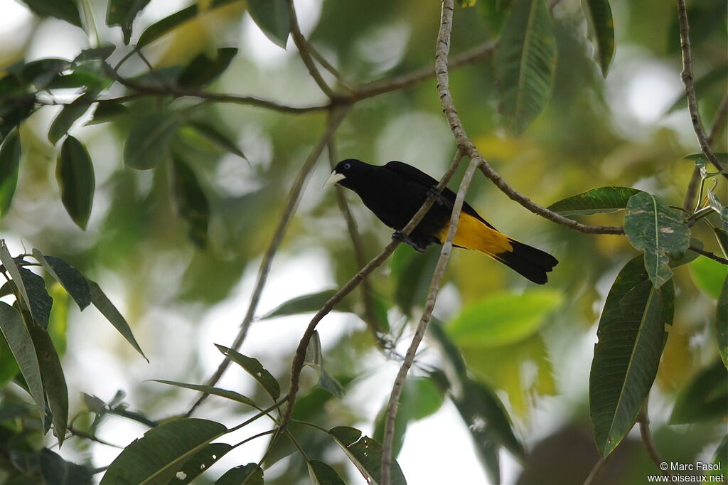 Cassique cul-jaune mâle, identification