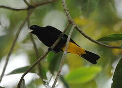 Yellow-rumped Cacique