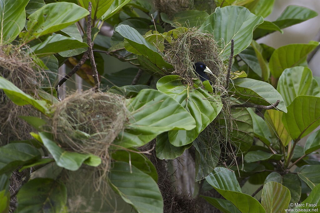 Yellow-rumped Caciqueadult, identification, Reproduction-nesting, Behaviour