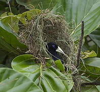 Yellow-rumped Cacique