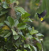 Yellow-rumped Cacique