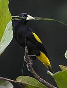 Yellow-rumped Cacique