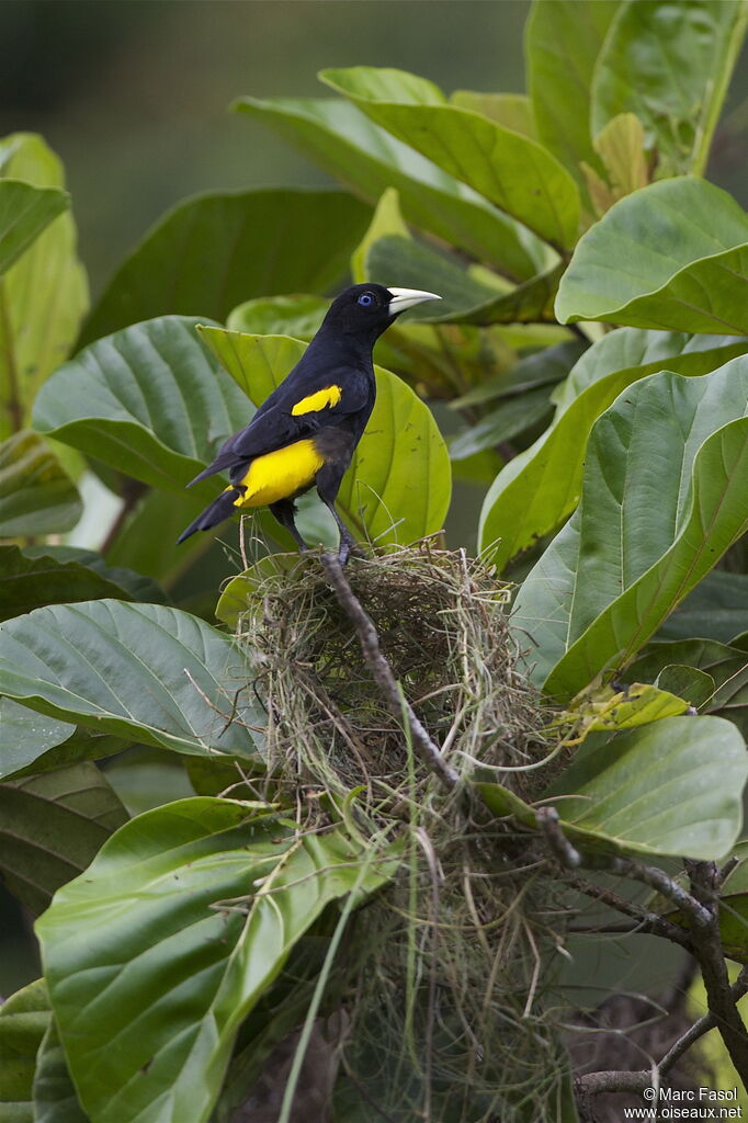 Cassique cul-jaune femelle adulte, identification, Nidification, Comportement