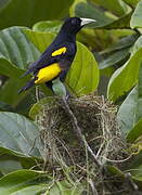 Yellow-rumped Cacique