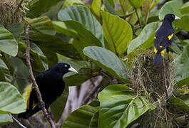 Yellow-rumped Cacique