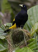 Yellow-rumped Cacique