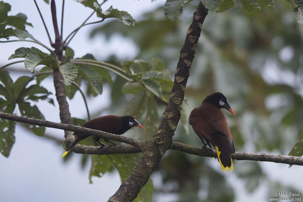 Montezuma Oropendola , identification