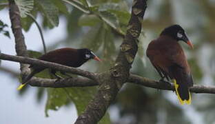 Montezuma Oropendola