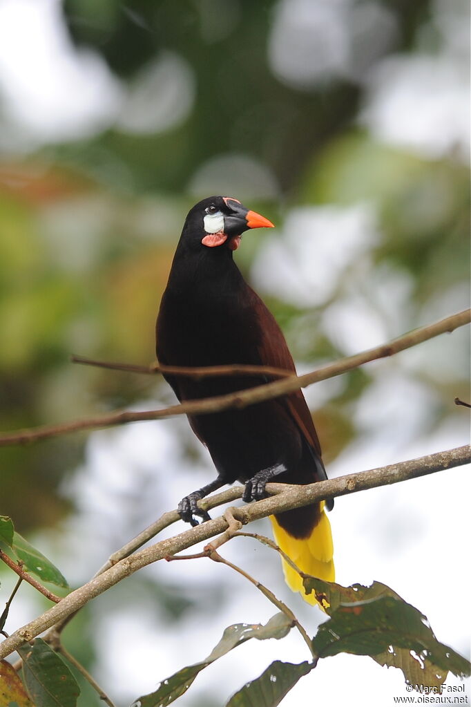 Montezuma Oropendola, identification