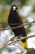 Montezuma Oropendola