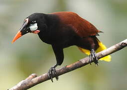 Montezuma Oropendola