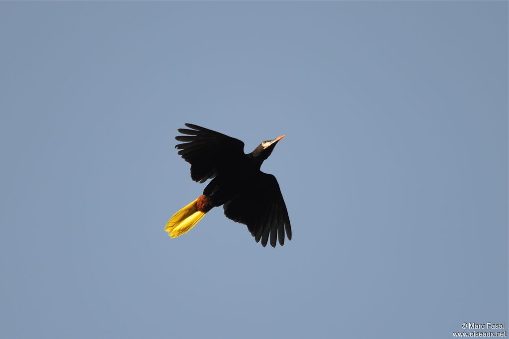 Montezuma Oropendolaadult, Flight