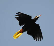 Montezuma Oropendola